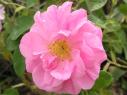 Rose Bulgarian (Otto) Rosa damascena